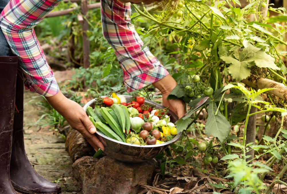 A person in a plaid shirt and rubber boots holds a metal bowl full of freshly picked vegetables, including tomatoes and okra, in an organic garden.
